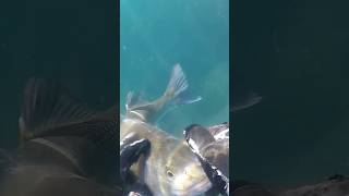 🔱Lubina🔱 en aguas claras fishing spearfishing fish [upl. by Lrae842]