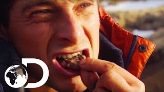 Bear Grylls Yediği İğrenç Şeyler İnsan Doğaya Karşı [upl. by Nilkcaj373]