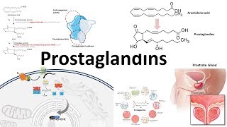 Prostaglandins  Biosynthesisfunction and regulation [upl. by Cohin]