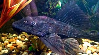 ✔ Basic Care for Plecostomus Catfish or Tank Cleaner 🐟 [upl. by Jeffry]