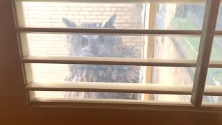 Rare EagleOwl Spotted on Windowsill After Escaping Zoo [upl. by Sandry436]