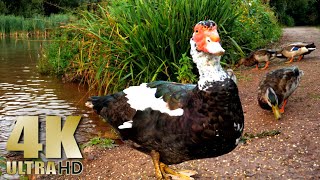 Feeding Ducks and Swans in the Evening  4K Nature Relaxation Video  Muscovy Duck Mallards Swans [upl. by Anar337]