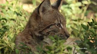 Lynx Kitten Listens As Mother Calls [upl. by Nahsor]