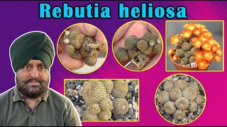 Rebutia heliosa  Cacti care [upl. by Sheff]