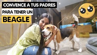 ¿Cómo convencer a mis papás de tener un Beagle  Este truco siempre funciona [upl. by Lodmilla299]