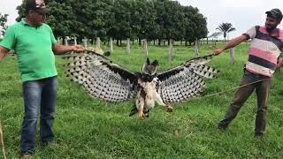 Harpy Eagle shot after killing lambs in Pará Brazil [upl. by Yusem972]