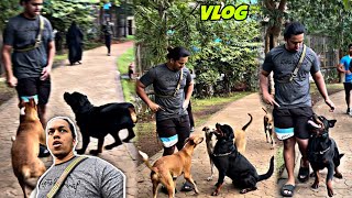 Rottweiler Kya Sachmein Aggressive Hota Hai RottweilerWithHisGang  Day154 dog rottweiler vlog [upl. by Bagger]