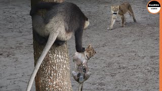 Baboons Specialize At Stealing Lion Babies [upl. by Ettelocin]