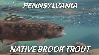 ❄️WINTER❄️ Brook Trout [upl. by Riggall]