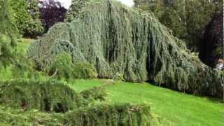 Cedrus atlantica Glauca Pendula [upl. by Galloway]