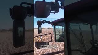 Iowa Harvest Update [upl. by Chloras]