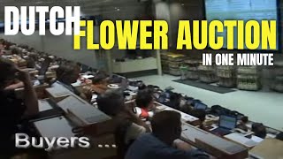 Daily flower auction in Netherlands  Fastest auction in Europe [upl. by Lorenza]