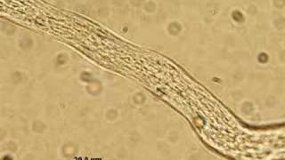 Cytoplasmic Streaming in Pollen Tube [upl. by Kosiur]