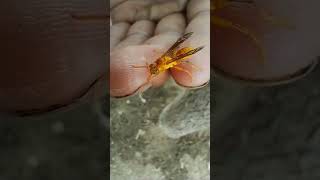 Ropalidia marginata dangerous on hand shortsvideo shorts flyingbeast [upl. by Atnomed]