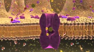 Biology 1 Lecture 7 Cellular Membranes [upl. by Brigg956]