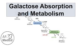 Galactose Absorption and Metabolism  Leloir Pathway and Galactosemia [upl. by Atinus812]