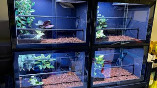 PVC Enclosure Green tree pythons [upl. by Timmie]