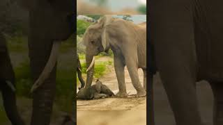 The Hidden Truth About mother elephants Protecting Their Babies 🐘 [upl. by Rekcut]