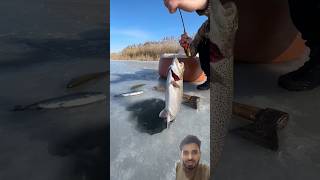 Wise man fishing frozen viralshorts fish icefishing food survival [upl. by Gustafson]