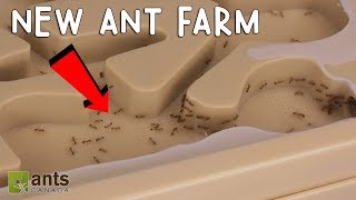 My Fire Ants New Ant Farm [upl. by Annayram]