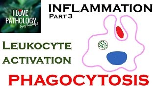 INFLAMMATION Part 3 Leukocyte Activation  PHAGOCYTOSIS [upl. by Elbam120]