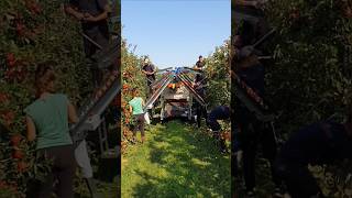 Gala Apples 🍎 Harvest in Full Swing in UK With Revo Harvesting Platform  Revo Srl Italy  shorts [upl. by Durwin]