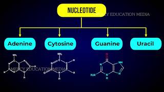 STRUCTURE OF RNA [upl. by Ainegue485]