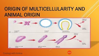 Origin of multicellularity and animal origin  Lecture 1  Chapter 18 [upl. by Akkahs755]