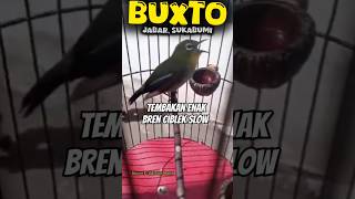 PLECI BUXTONI NEMBAK CIBLEK  BUSTOMI tembakan kenari ciblek mataputeh buxtoni pleci [upl. by Lippold]