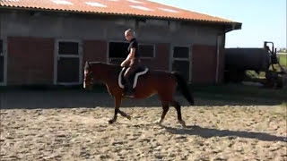 2 Korrektur Pferdegerecht reiten mit feinen Hilfen Dressur reiten VorherNachher [upl. by Alleda]