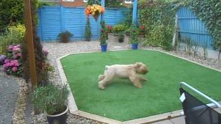 Wheaten Terrier gets the zoomies after a long walk [upl. by Suoirrad]