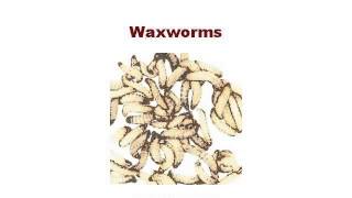 HowTo Harvest Waxworms [upl. by Norvun886]