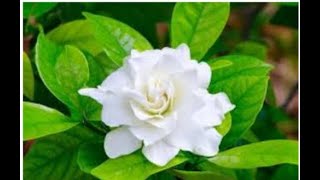 Five tips of GandhrajGardenia plant care and grow [upl. by Alvy]