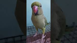 parrot birds parrottalking cute parrotlover trending yt viralshorts youtubeshorts lovesong [upl. by Aneekan]