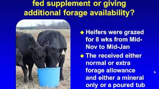 Research on the Frequency of Feeding Stocker Cattle [upl. by Aicirtam]