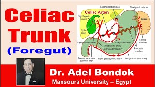 Celiac Trunk Celiac Artery Dr Adel Bondok [upl. by Justino293]