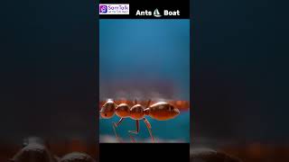 How Ant Colonies Evacuate During FloodsSamTalk Shorts AnimalsLife [upl. by Alejandro]