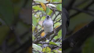 Beautiful Tufted Titmouse Soaks in Fall Splendor Before Taking Off [upl. by Nordine410]