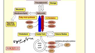 Overview of Lipid Metabolism [upl. by Avan578]