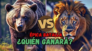 León vs Oso ¡Batalla Épica 🦁🐻 [upl. by Llednahs]