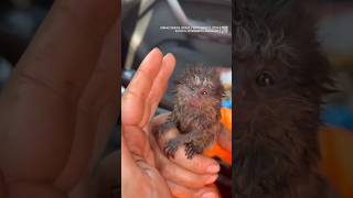 Baby monkey rescued from forest fire in Brazil [upl. by Naed596]