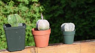 Astrophytum myriostigma varieties care June 2021 [upl. by Lehteb]