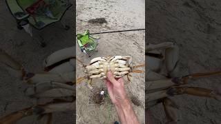 Shore Crabbing by Hand MALE KEEPER 080424 Oregon crabboil fishing crabbing crab outdoors usa [upl. by Ayama]