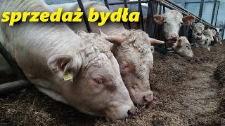 Sprzedaż bydła CH Super cena Zakup i prezentacja jałówek Limousine [upl. by Yelekalb]