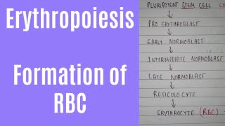 Erythropoiesis process and erythropoiesis location  formation of RBC [upl. by Lynad]