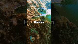 🌊 Maui’s Ocean Wonders Stunning Sea Creatures you may see in Hawaii🐋🦈🐢🐬 travel [upl. by Woody]