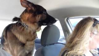 German Shepherd suddenly realizes he is at the vet [upl. by Levison]