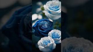 Blue roses💙beautifulflowers naturebeauty naturelovers nature beautiful flowers [upl. by Marmaduke]