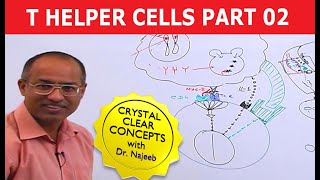 T Helper Cells  Immunology  Part 210 [upl. by Cyprio298]