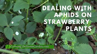 How can I get rid of aphids on my plants [upl. by Autry]